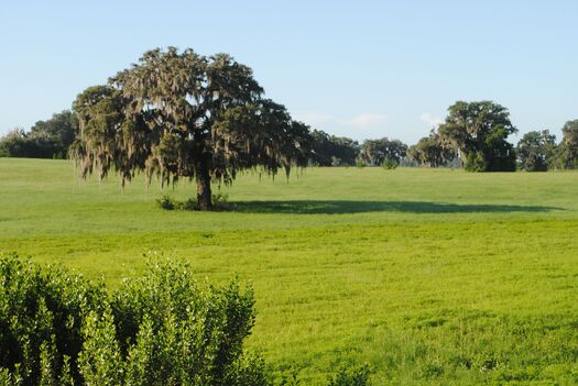 Country Pasture with Large Oak, Brooksville