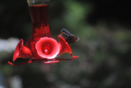 Butterfly at hummer feeder (by CKnudson)