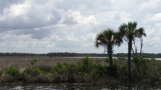 Bayport marshes (by CKnudson)