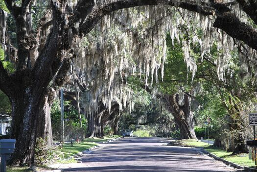 Tree Lined Street, Brooksville