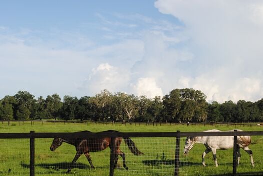 Horses in Pasture, Brooksville