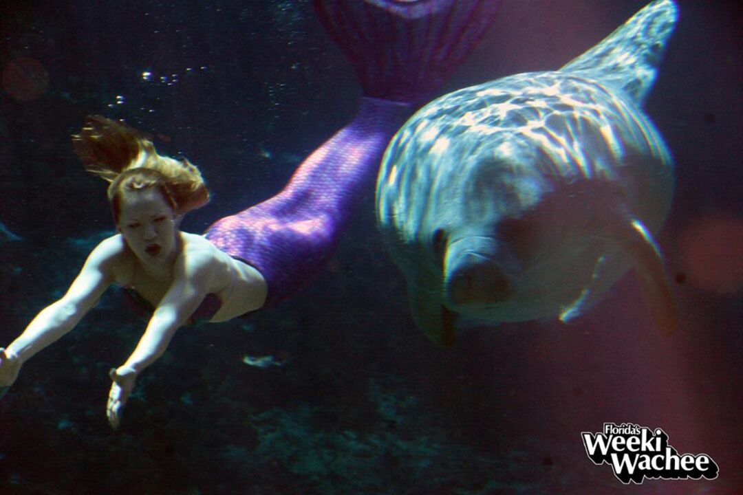 manatee in spring with mermaid