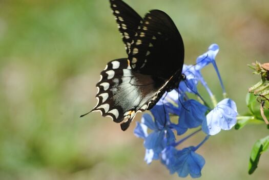 Eastern Black Swallowtail Butterfly, Chinsegut Conservation Center