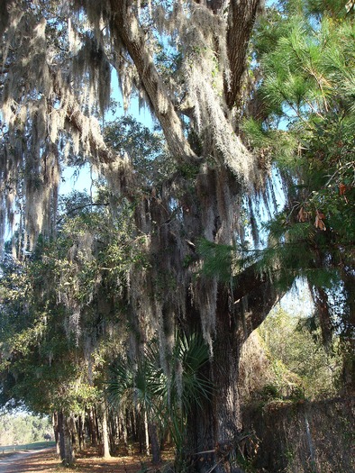 Tree at Rivard