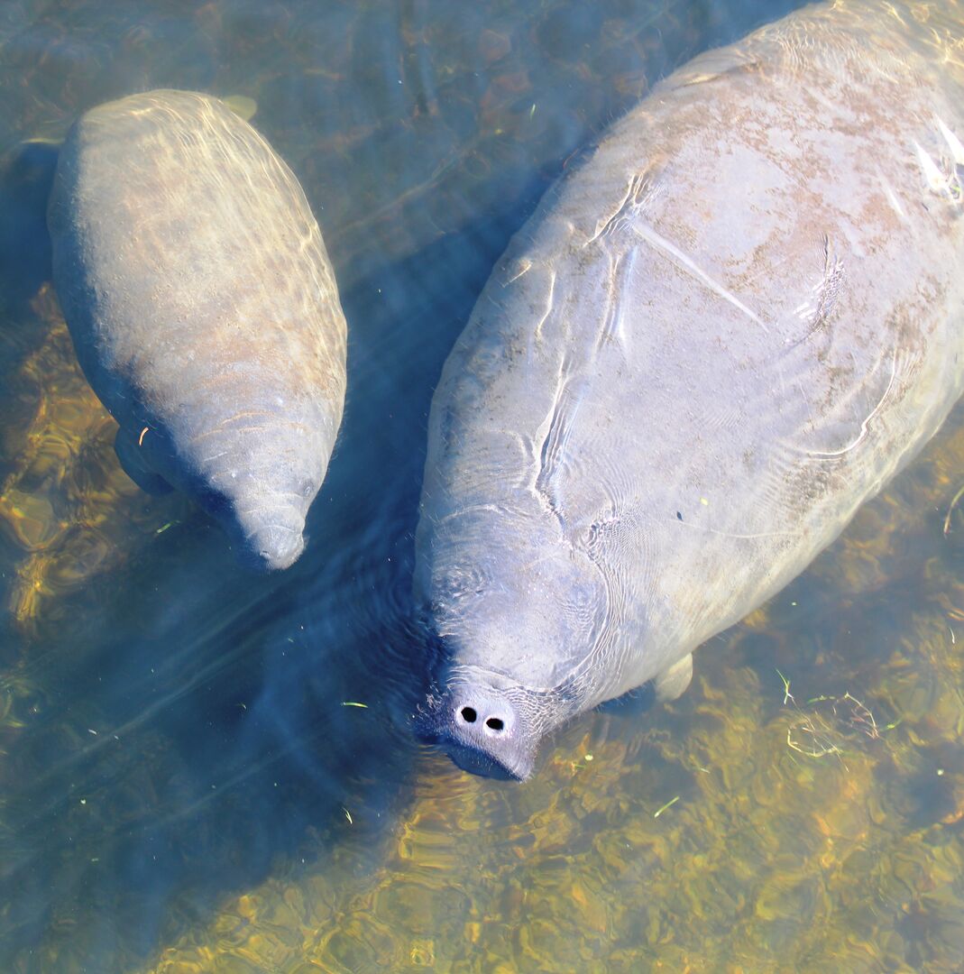 Bayport Manatee Mother and Calf