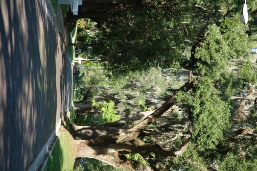 tree lined street