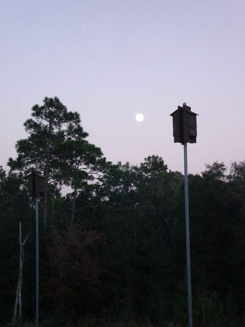 Bat house at CCC (Pic by CKnudson) 2017