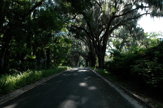 tree lined street (CKnudson)