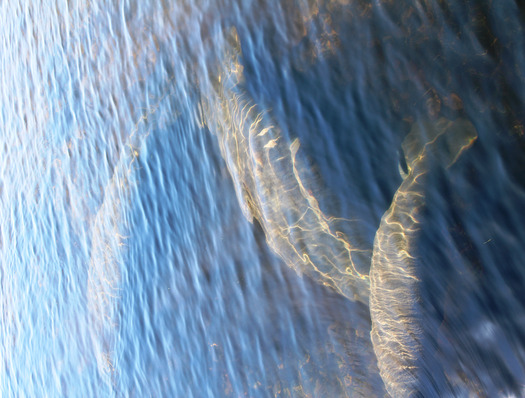 Manatees, Bayport Park