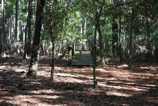 Cypress Trail Boardwalk, Chinsegut Conservation Center, Brooksville