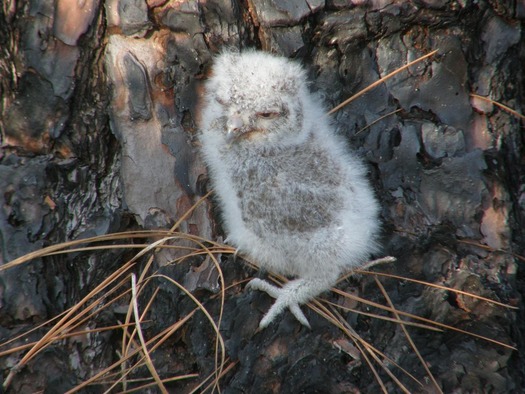 Baby Owl (courtesy Bev Hansen)