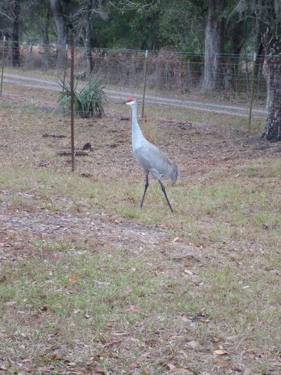 Sandhill Crane