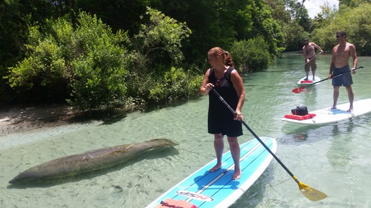 Paddleboarders next to manatee