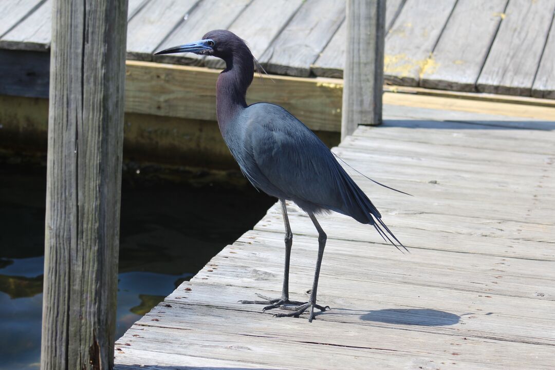 Water and Land Birds