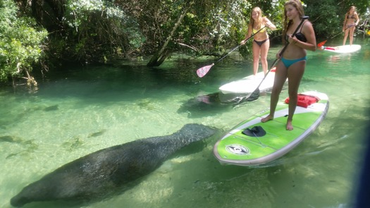 Paddleboard among manatees 3