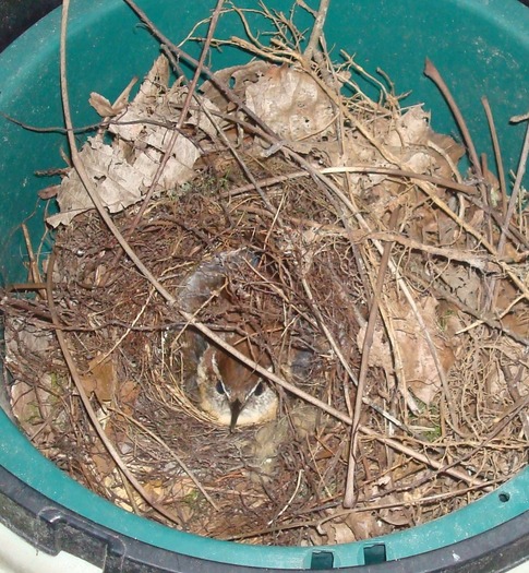 Mom nesting 6-26-12