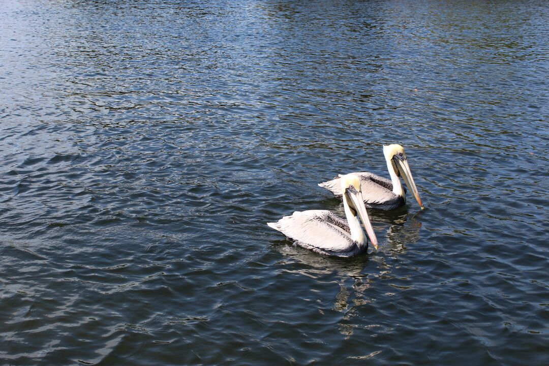 Water and Land Birds