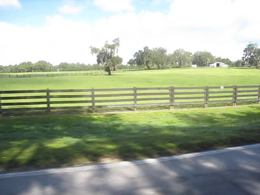 Pasture - Lake Lindsay Road