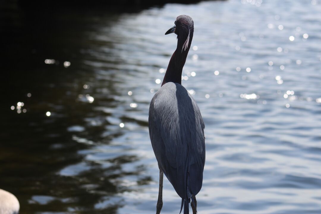 Water and Land Birds