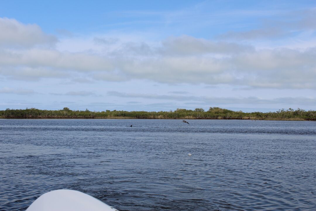 Water Adventures on the Gulf