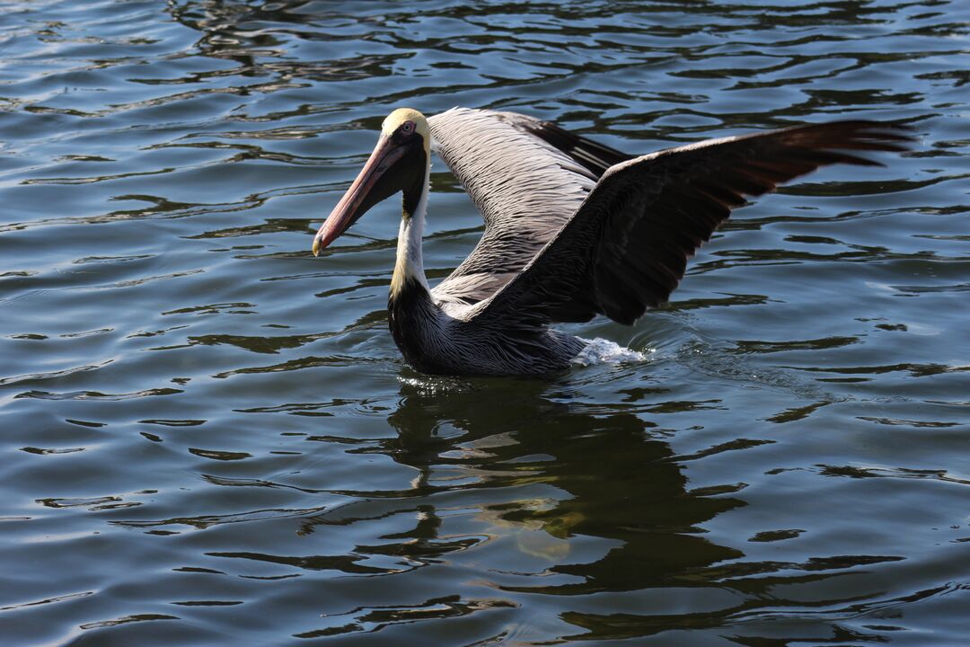 Water and Land Birds