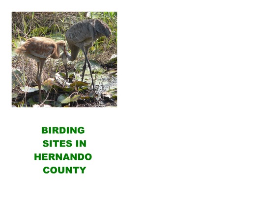 Page 01, Birding Sites in Hernando County, 2006