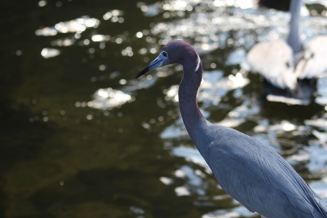 Water and Land Birds