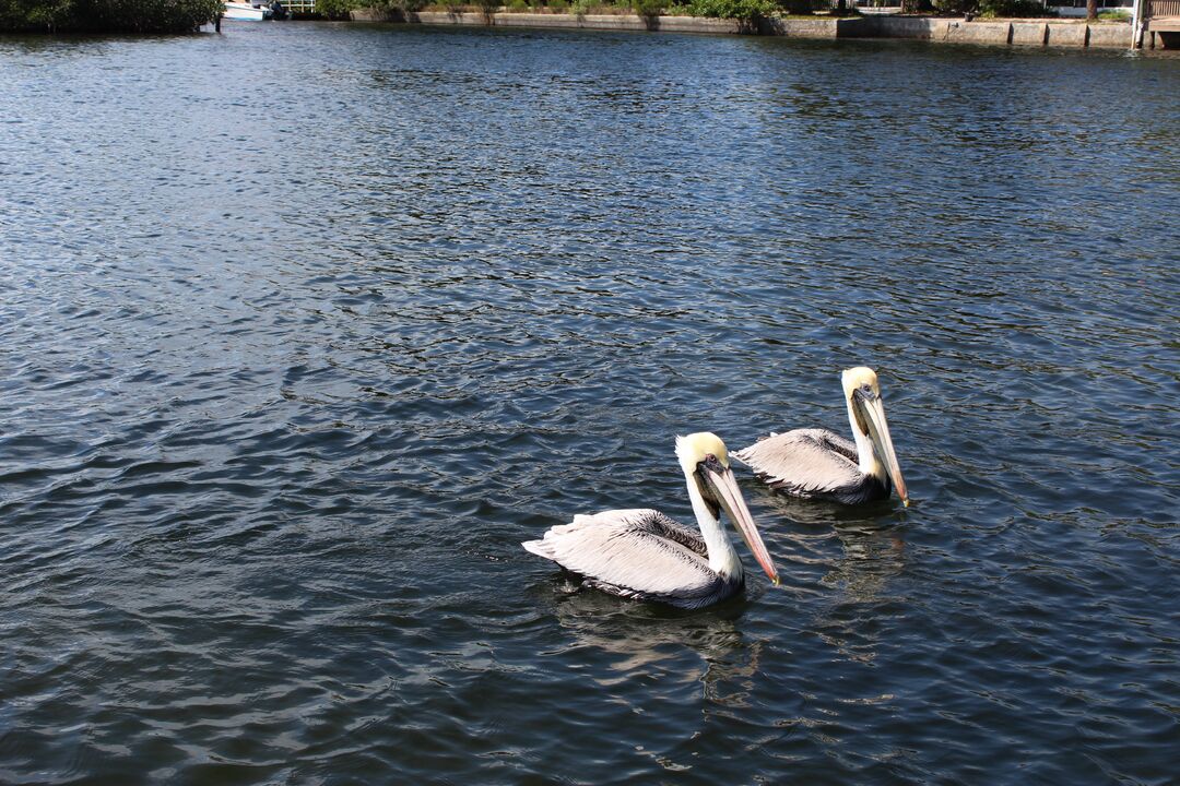 Water and Land Birds