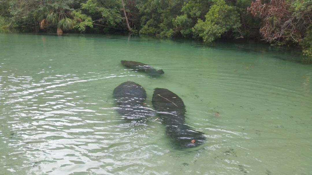 Manatees, Weeki Wachee River