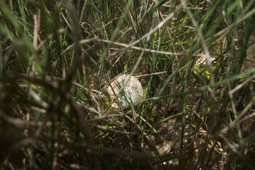 Scallop in grass Bethea UF