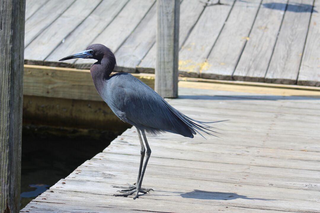 Water and Land Birds