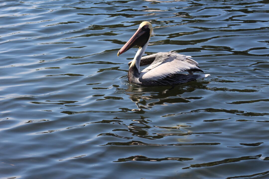 Water and Land Birds