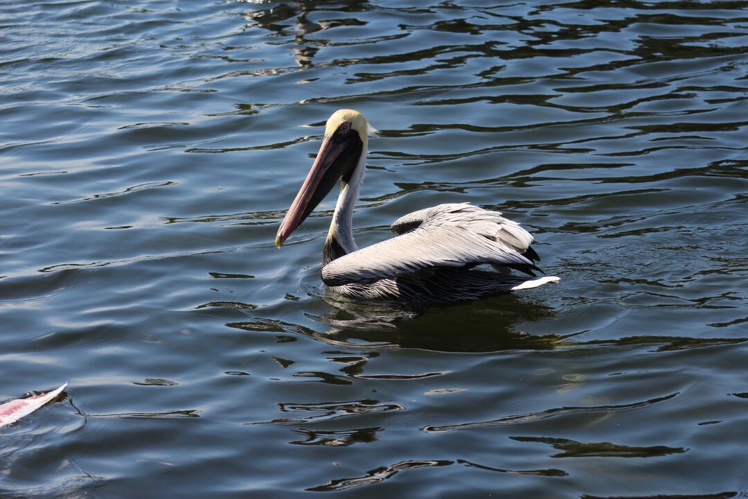 Water and Land Birds