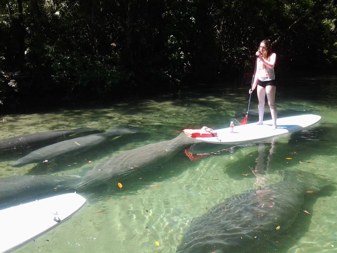 Paddleboard among manatee pod