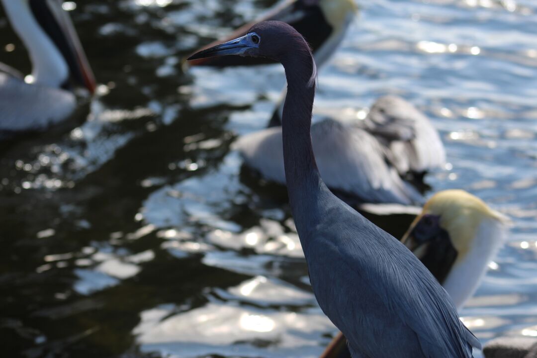 Water and Land Birds