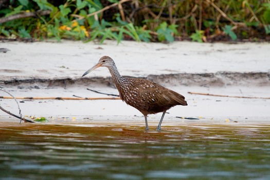 Limpkin by David Moynahan