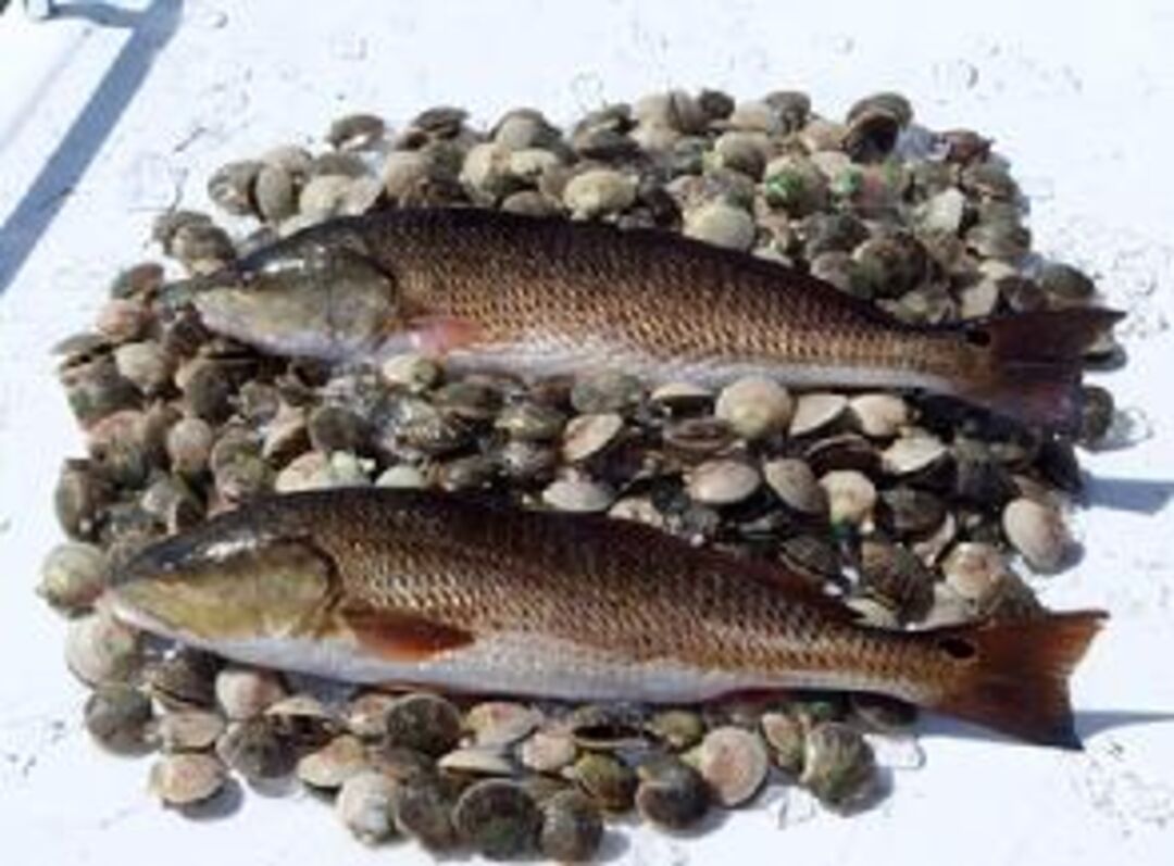 Scallops and redfish