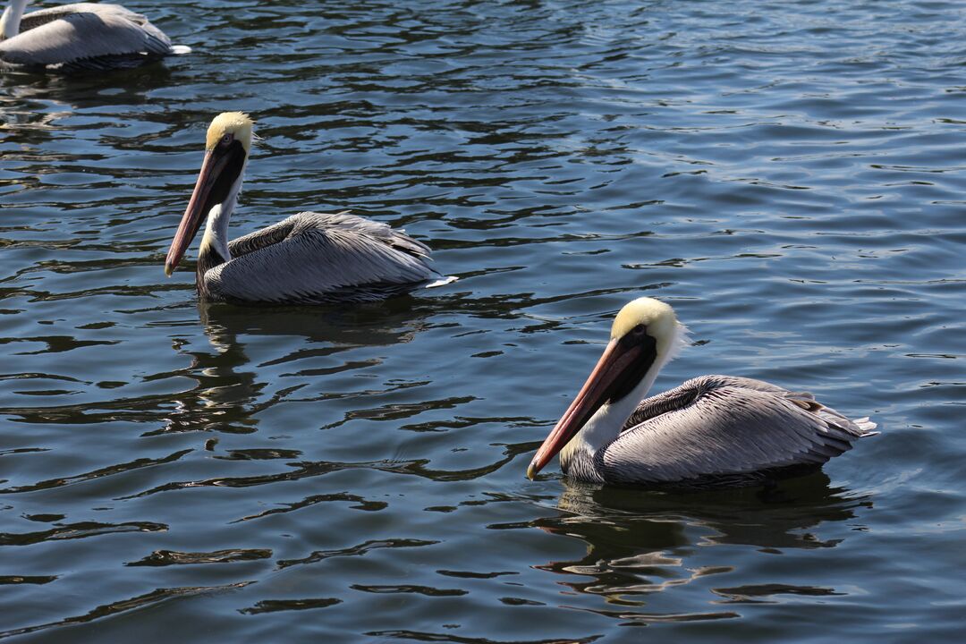 Water and Land Birds