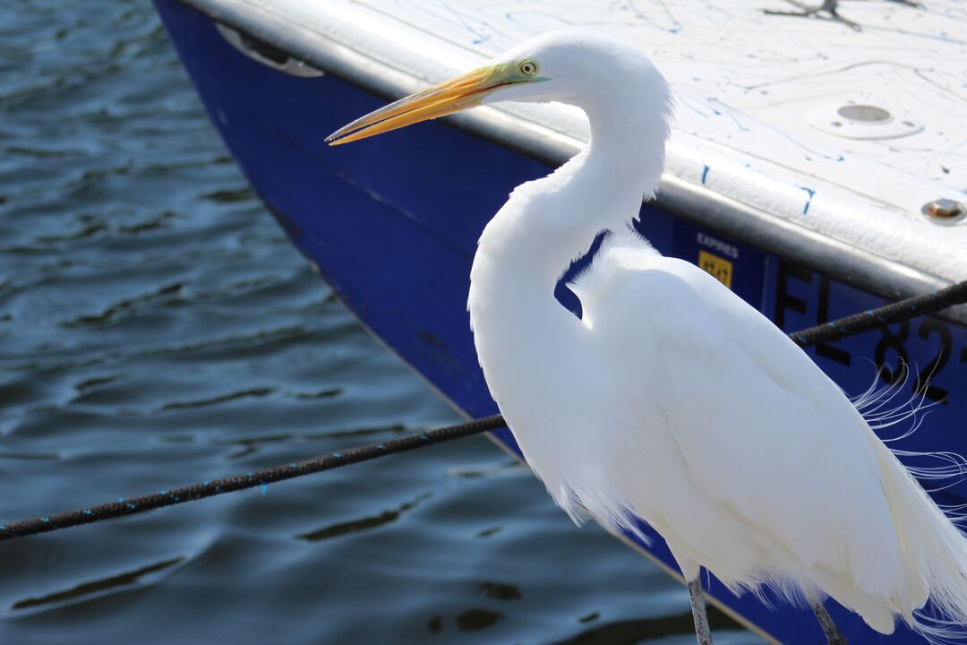 Water and Land Birds