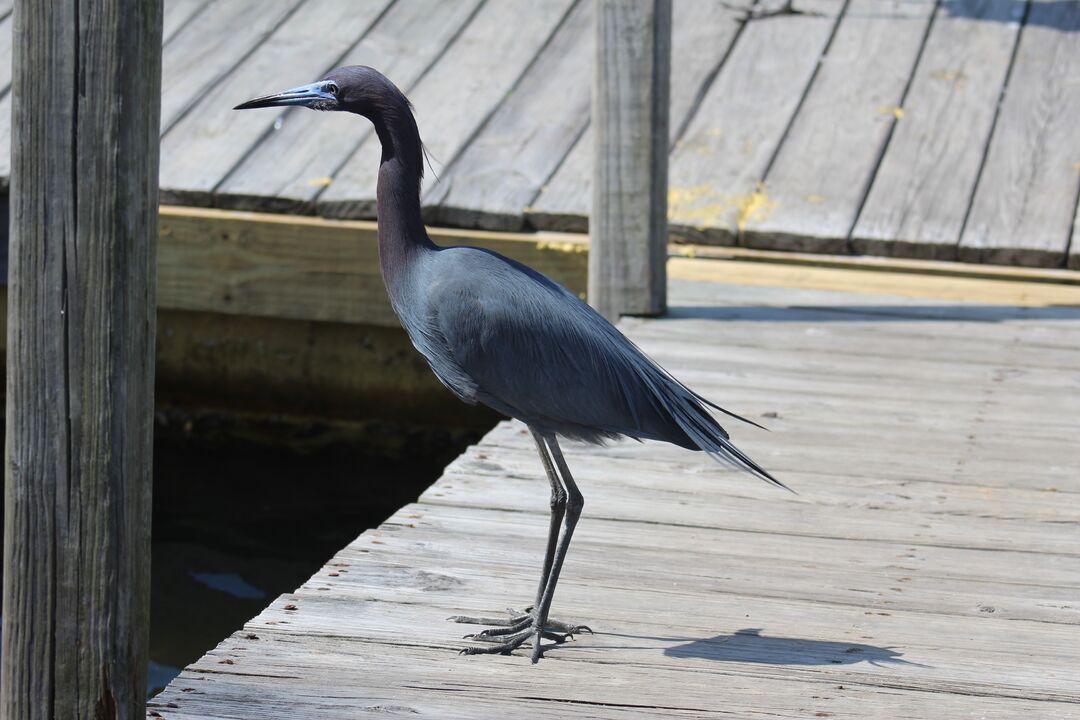 Water and Land Birds