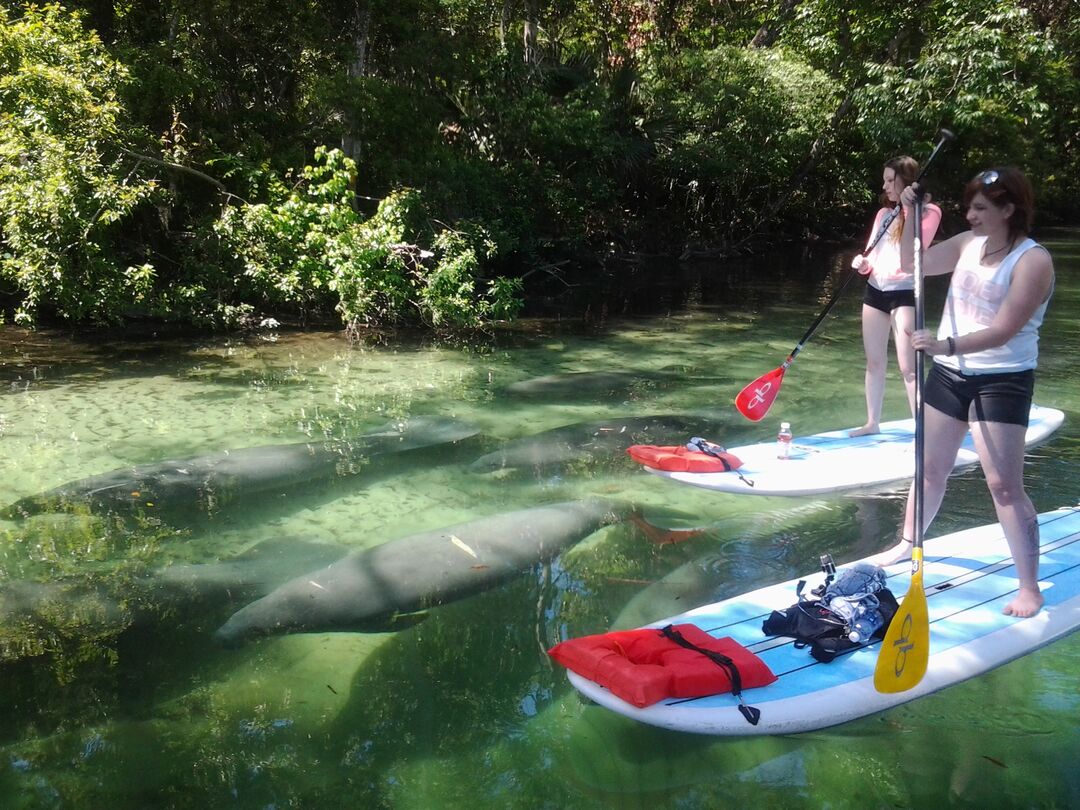 Paddleboard among manatee pod 2