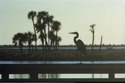 Heron with horizon (CK)