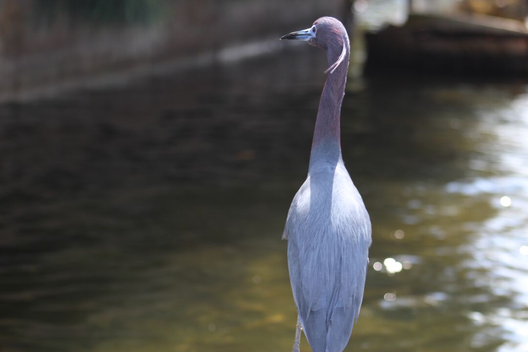 Water and Land Birds