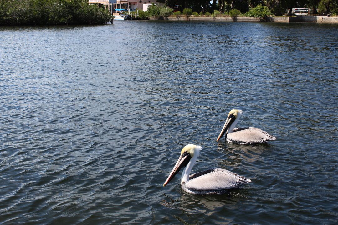 Water and Land Birds