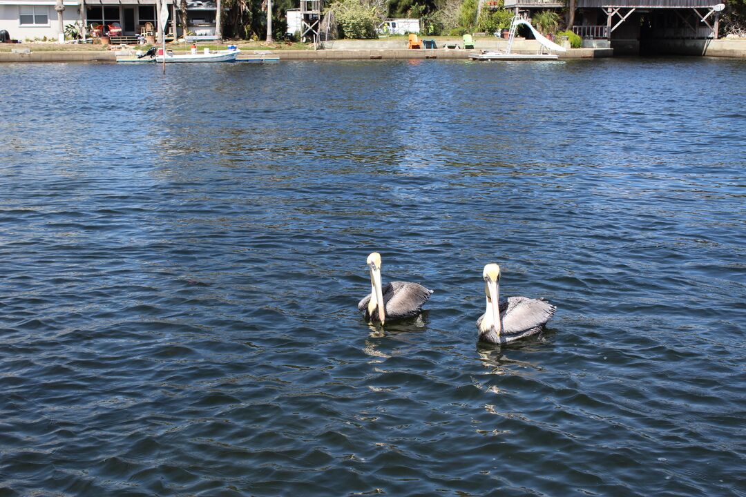 Water and Land Birds