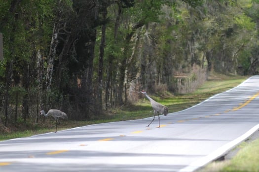 Sandhill cranes