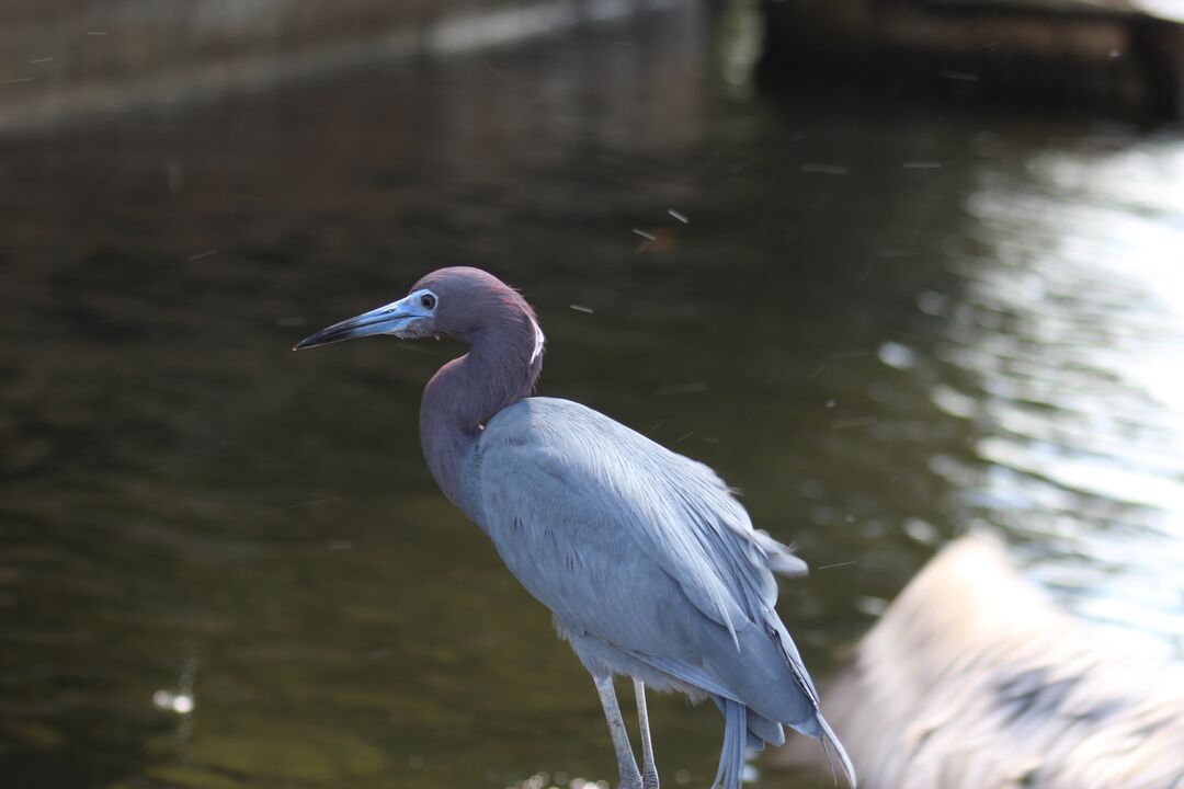 Water and Land Birds