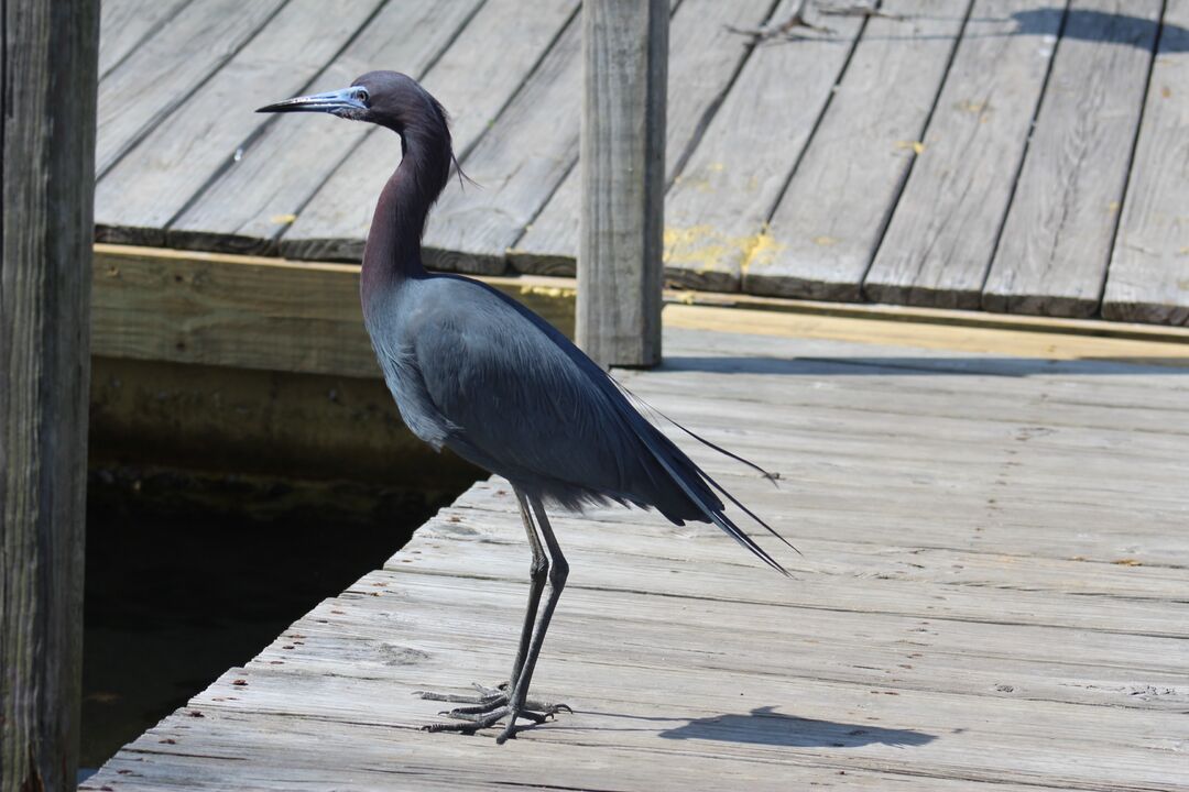 Water and Land Birds