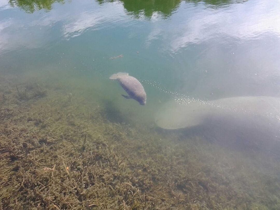 Baby Manatee 1