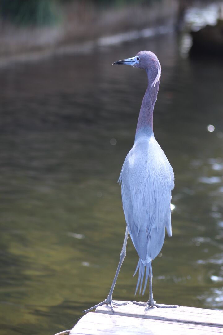 Water and Land Birds